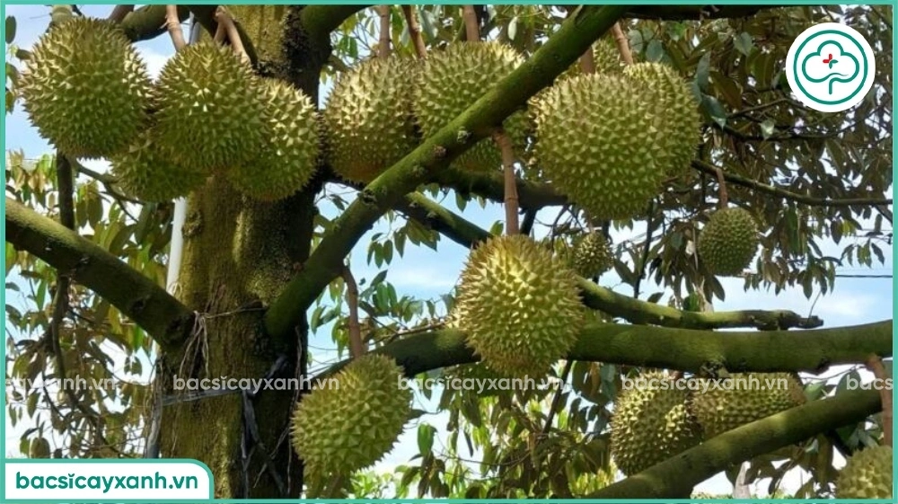 Tăng tỉ lệ đậu trái cho sầu riêng